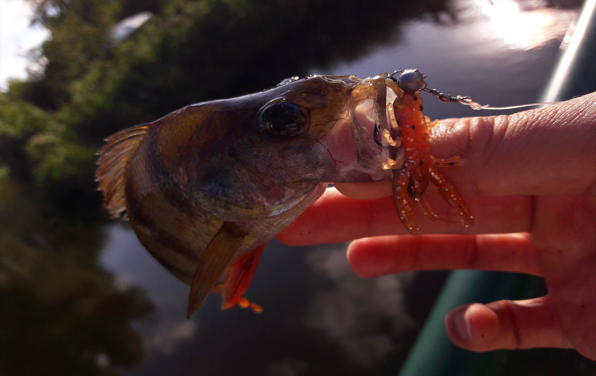 Crawfish-1-40mm